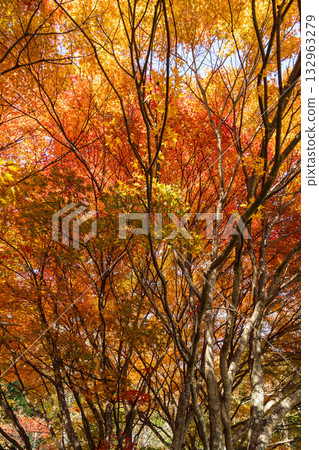 群馬縣榛名山的秋葉 132963279