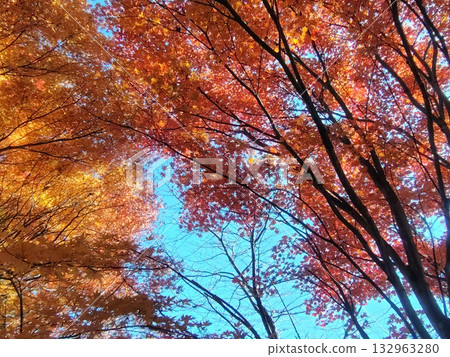 群馬縣榛名山的秋葉 132963280