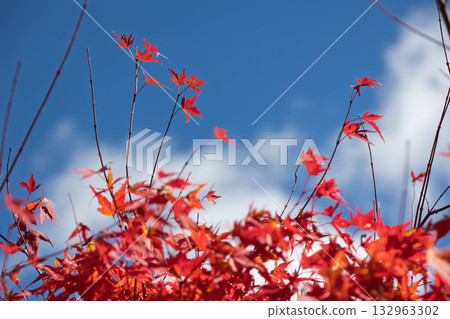 群馬縣榛名山的秋葉 132963302