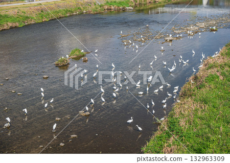 A flock of egrets (little egrets) on the Kamo River 132963309