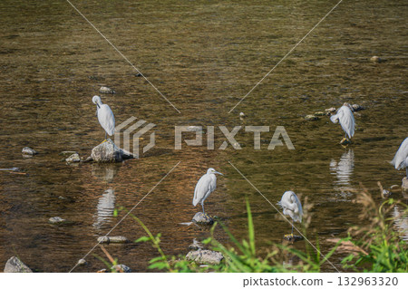 White Egret (Little Egret) of Kamo River White Egret (Little Egret) of Kamo River 132963320