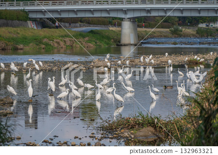 鴨江上的一群白鷺鷥（小白鷺）。 132963321
