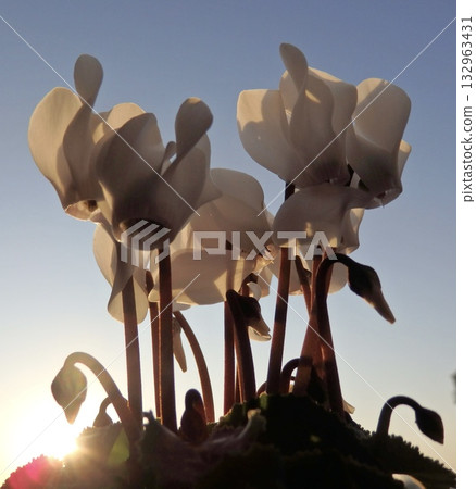 沐浴在晨光中的仙客來 132963431