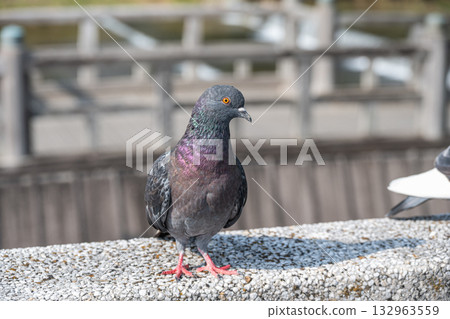 Pigeons (Feral Pigeons) Pigeons (Feral Pigeons) 132963559