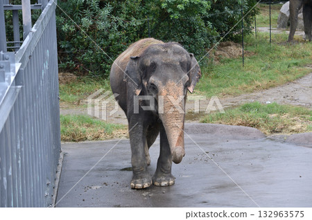 Walking Asian elephant Walking Asian elephant 132963575