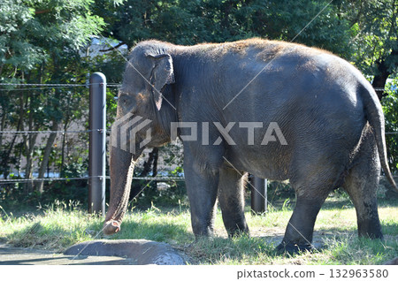 Walking Asian elephant Walking Asian elephant 132963580