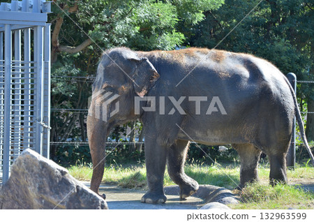 Walking Asian elephant Walking Asian elephant 132963599