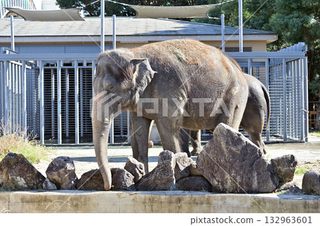Walking Asian elephant Walking Asian elephant 132963601