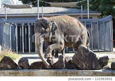 Asian elephant 132963602