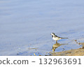 Early spring reservoir, wild waterbirds, wagtails 132963691