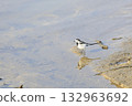 Early spring reservoir, waterside wild bird, Japanese Wagtail 132963692