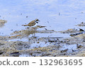 A little ringed plover walking along the water's edge in early spring 132963695