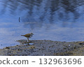 A little ringed plover walking along the water's edge in early spring 132963696