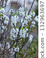Plum blossoms blooming in a forest in early spring 132963697