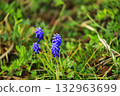 Muscari flowers blooming in the spring field 132963699