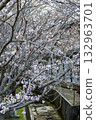 Cherry blossom trees along the waterway 132963701
