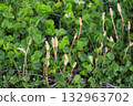Horsetails growing in clusters in the spring fields 132963702