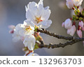 Yoshino cherry blossoms 132963703