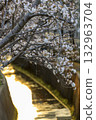 Cherry blossom trees along the canal reflecting the morning glow 132963704