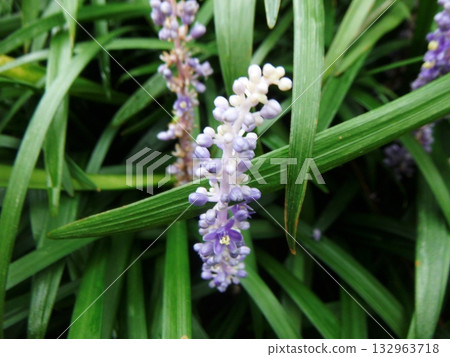 Blue Lily of the Valley Blue Lily of the Valley 132963718