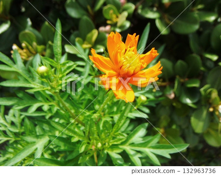 A close-up photo of a deep orange dandelion flower 132963736