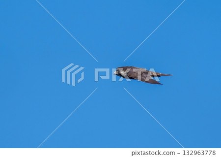 A young peregrine falcon flies swiftly against a blue sky 132963778