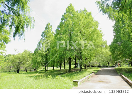 夏日公園 - 水杉樹 夏日公園 - 水杉樹 132963812