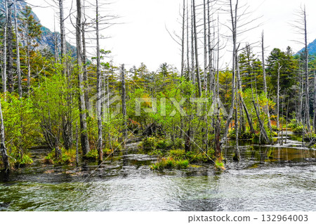 Kamikochi Karasawa Marsh 132964003