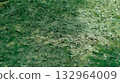 草坪 132964009