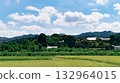 夏天的稻田和藍天 132964015
