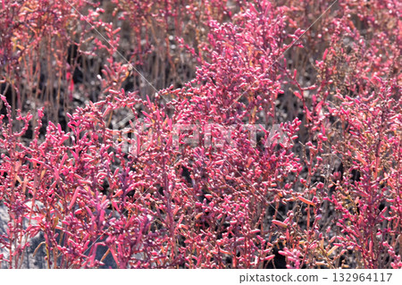 色彩繽紛的日本茉莉花 132964117