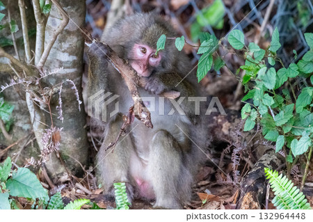 Yakushima World Heritage Site (Summer) Yakushima World Heritage Site (Summer) 132964448