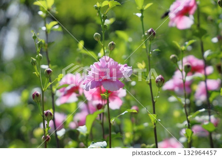 Yaezaki Flower of Mukuge 132964457