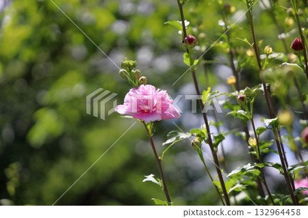 Yaezaki Flower of Mukuge Yaezaki Flower of Mukuge 132964458