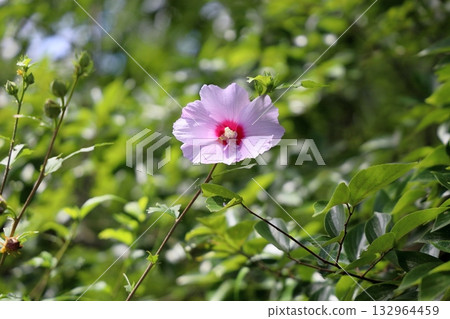 木庫格清爽花 132964459