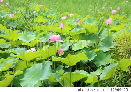 美麗的蓮花 美麗的蓮花 132964463