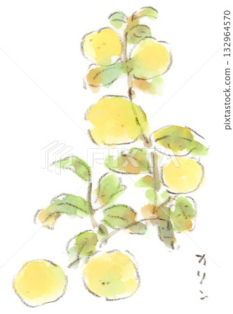 Autumn plants. Watercolor illustration of Chinese quince 132964570