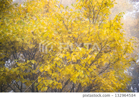 Yellow leaves Yellow leaves 132964584