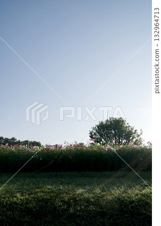 Scenery of a cosmos field illuminated by the morning sun Scenery of a cosmos field illuminated by the morning sun 132964713
