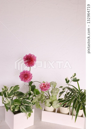 Foliage plant  132964719