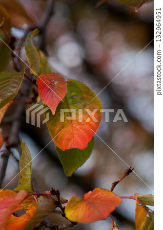 Autumn leaves of cherry blossoms on the Shinano River and Yasuragi Embankment Autumn leaves of cherry blossoms on the Shinano River and Yasuragi Embankment 132964951