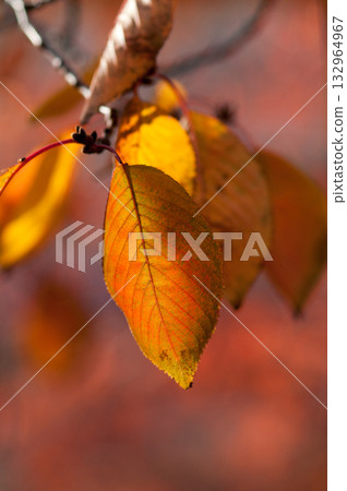 Autumn leaves of cherry blossoms on the Shinano River and Yasuragi Embankment Autumn leaves of cherry blossoms on the Shinano River and Yasuragi Embankment 132964967