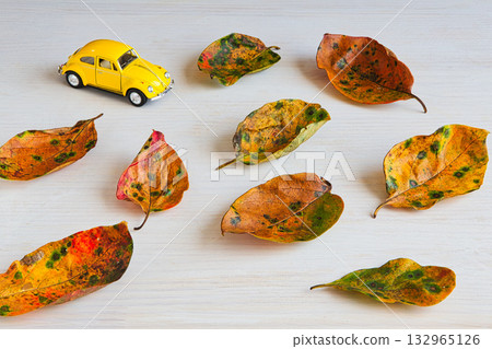 落葉框架 132965126