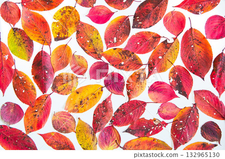 落葉框架 132965130