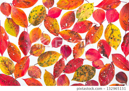 落葉框架 132965131