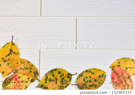 落葉框架 132965157