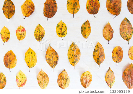 Fallen leaf frame Fallen leaf frame 132965159