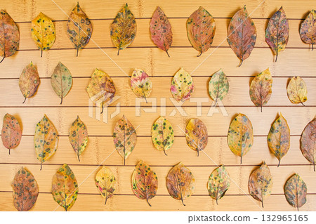Fallen leaf frame Fallen leaf frame 132965165