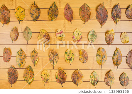 落葉框架 132965166