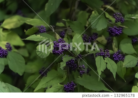 Komurasaki tree with purple fruit 132965178
